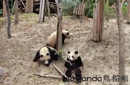 image.gif