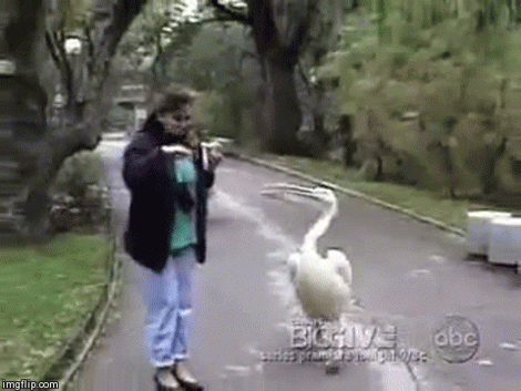 image.gif