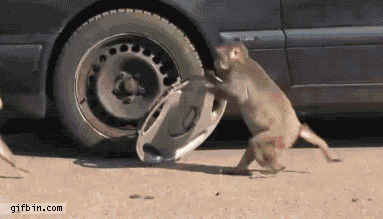 image.gif