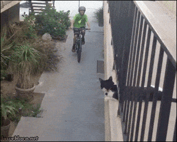 image.gif