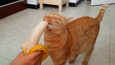 image.gif