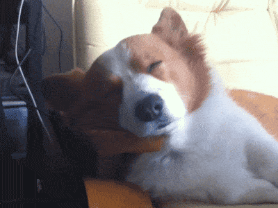 image.gif