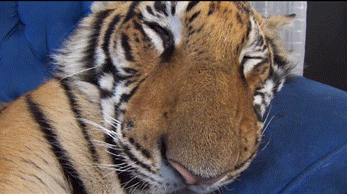 image.gif