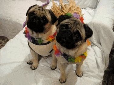 image.gif