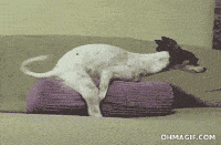 image.gif