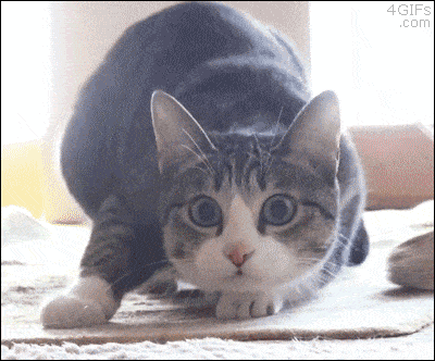 image.gif