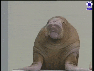 image.gif