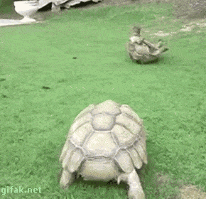 image.gif