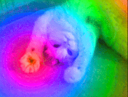 image.gif