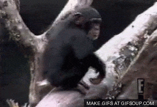 image.gif