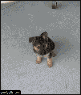 image.gif