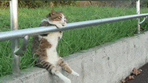 image.gif