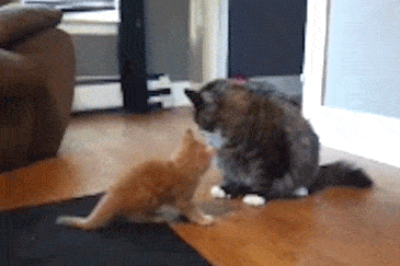 image.gif