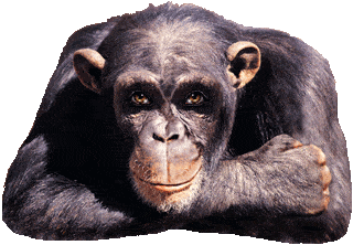 image.gif