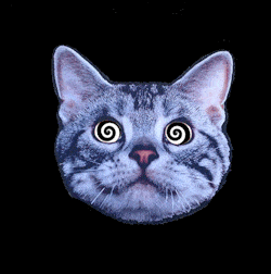 image.gif