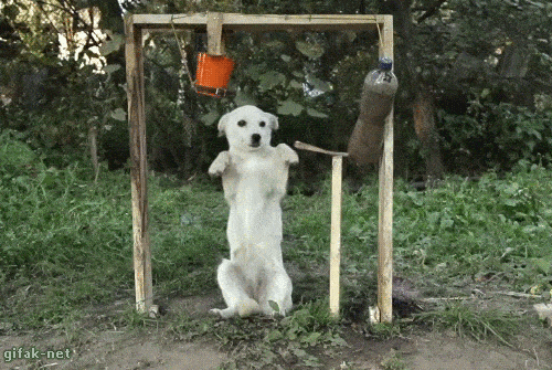 image.gif