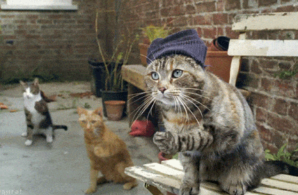 image.gif