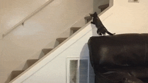image.gif