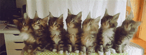 image.gif