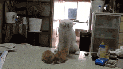 image.gif