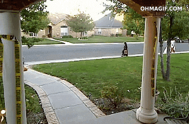 image.gif