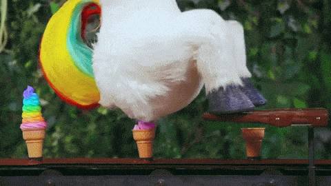 image.gif