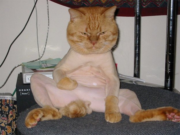 image.jpeg