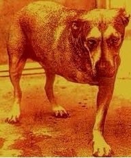 image.jpg
