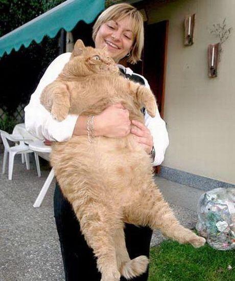 image.jpg