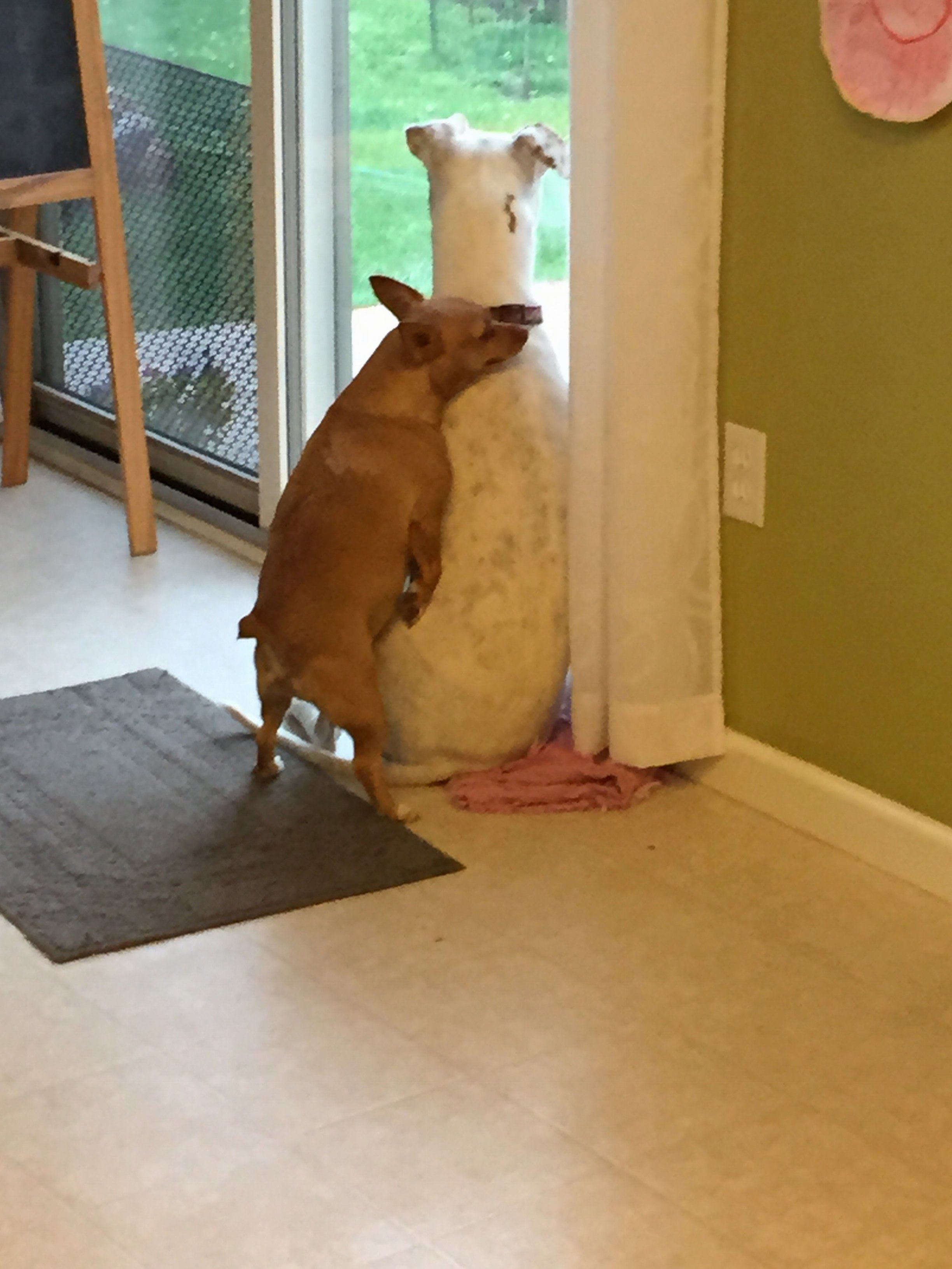 image.jpg