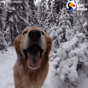 imagegif_0 (1).gif