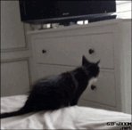 imagegif_0.gif