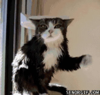 IMG_0347.GIF