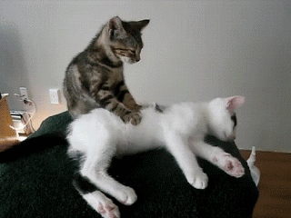 IMG_0348.GIF