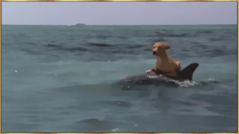 IMG_0780.GIF