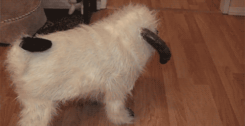 IMG_0835.GIF