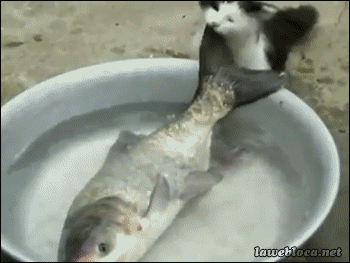 IMG_0880.GIF