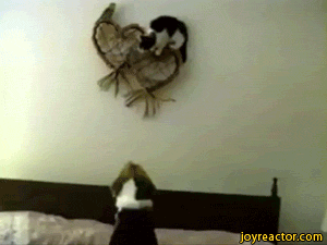 IMG_0882.GIF