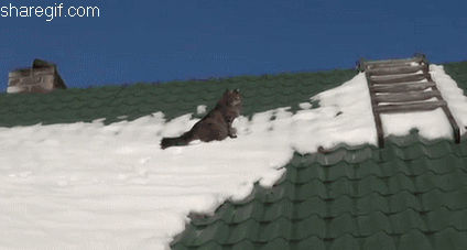 IMG_0884.GIF