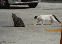 IMG_1063.GIF
