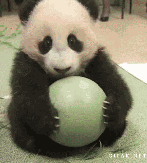 IMG_1068.GIF