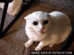 IMG_1183.GIF