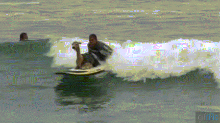 IMG_1192.GIF