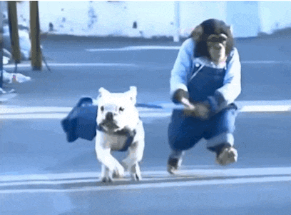 IMG_1195.GIF