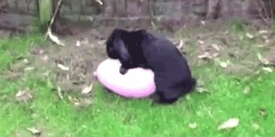 IMG_1285.GIF