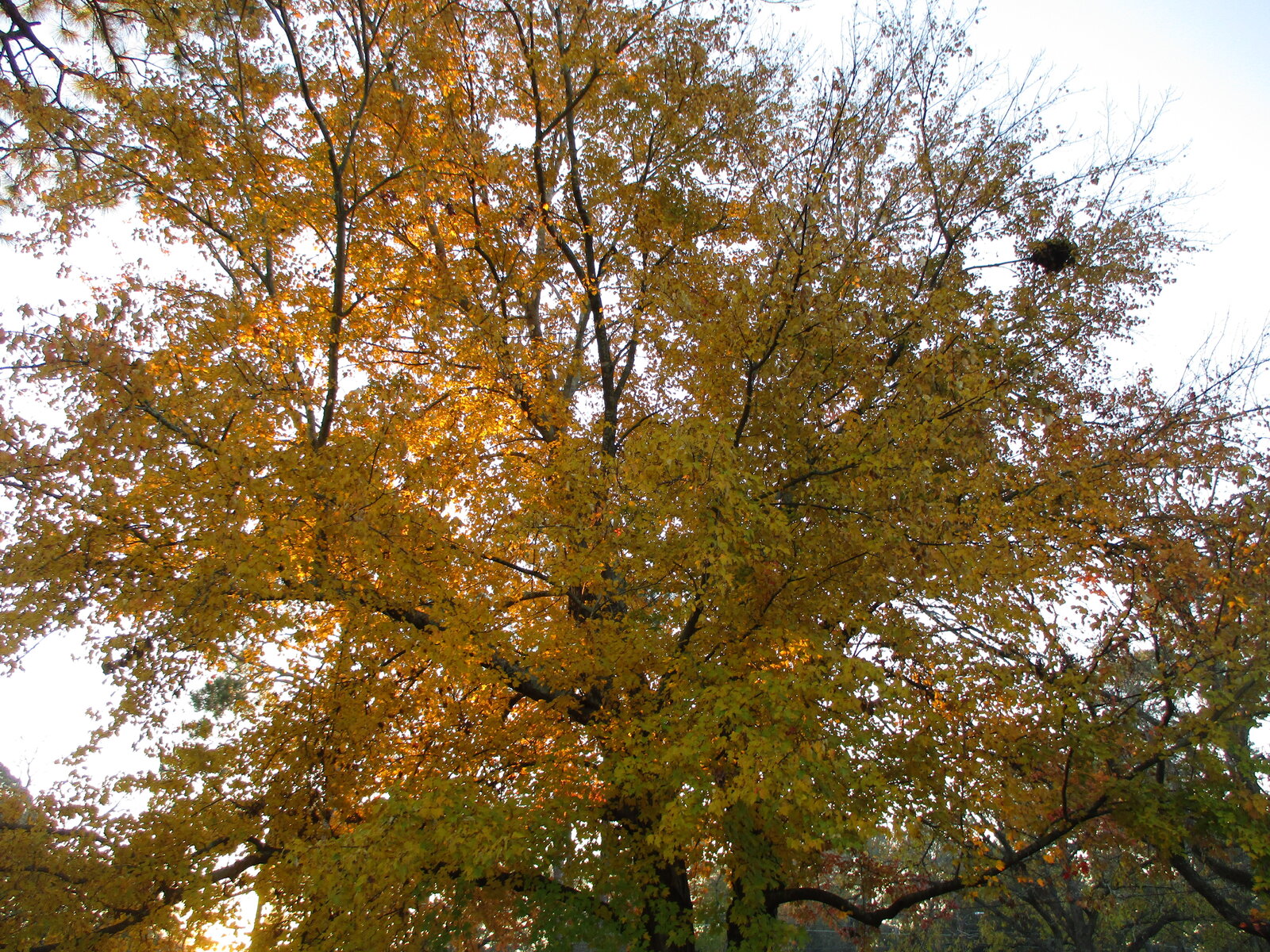 IMG_1489.JPG