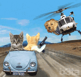 IMG_1787.GIF