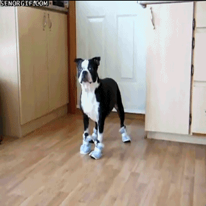 IMG_1802.GIF