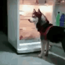 IMG_1884.GIF