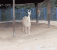 IMG_1894.GIF